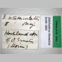 Dolichoderus thoracicus Smith, 1860 label