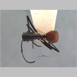 Polyrhachis abdominalis Smith, 1858 dorsal