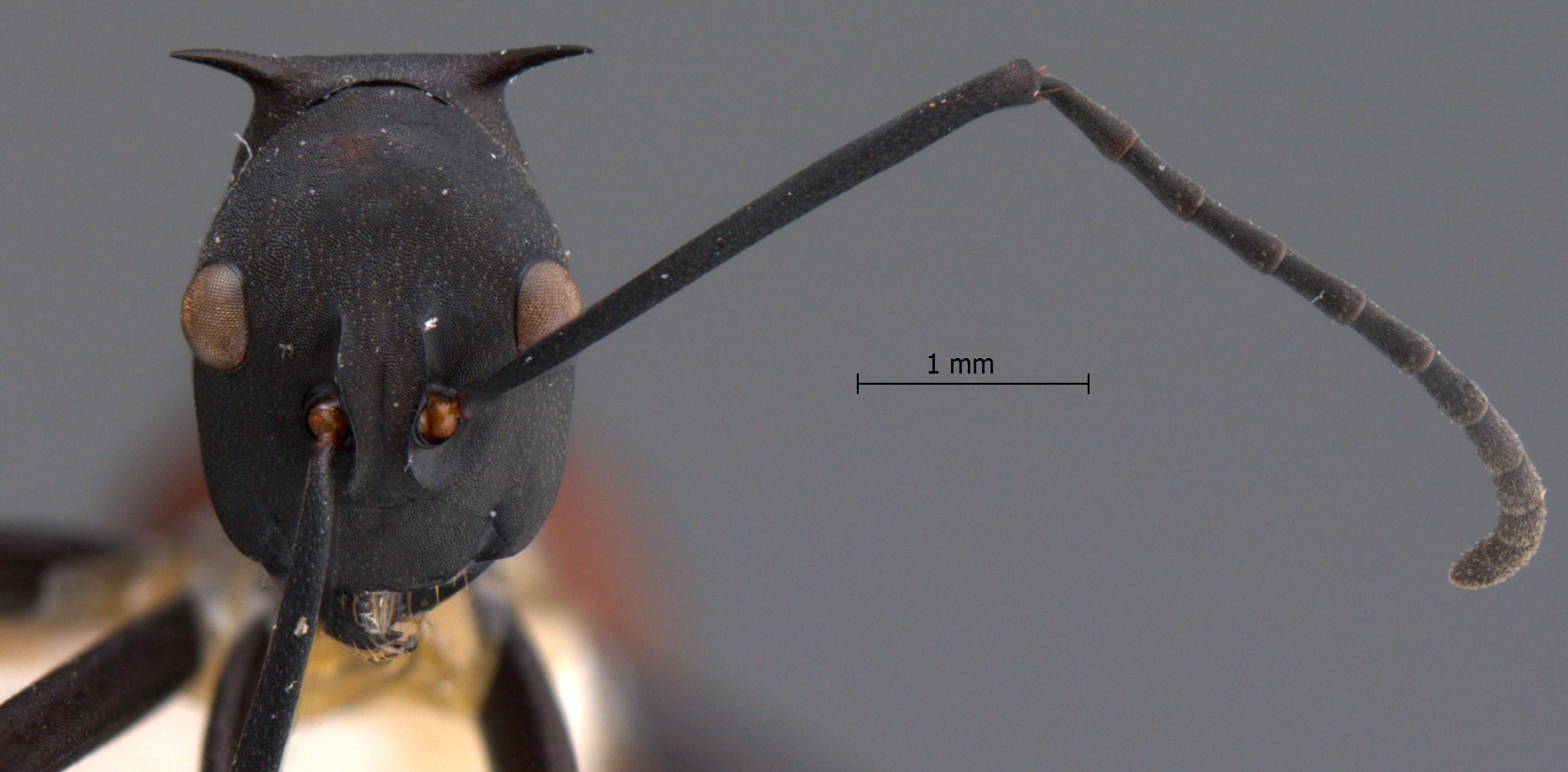 Polyrhachis abdominalis frontal