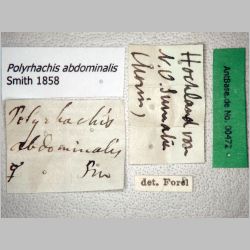 Polyrhachis abdominalis Smith, 1858 label