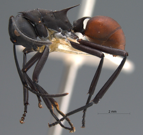 Polyrhachis abdominalis lateral