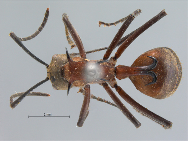 Polyrhachis bellicosa dorsal