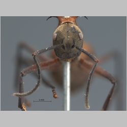 Polyrhachis bellicosa Smith, 1859 frontal