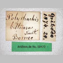 Polyrhachis bellicosa Smith, 1859 label