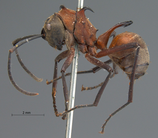 Polyrhachis bellicosa lateral