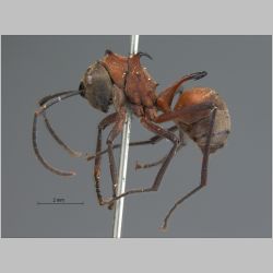 Polyrhachis bellicosa Smith, 1859 lateral