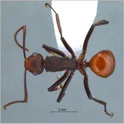 Polyrhachis sp. near trinax Smith, 1857 dorsal