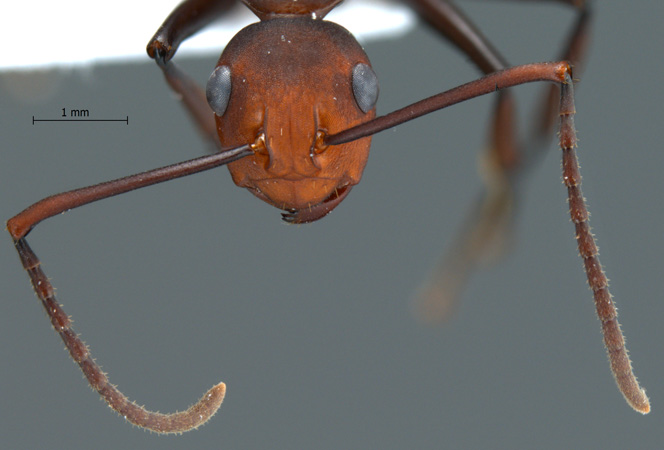 Polyrhachis sp. near trinax frontal