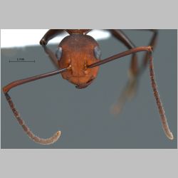 Polyrhachis sp. near trinax Smith, 1857 frontal