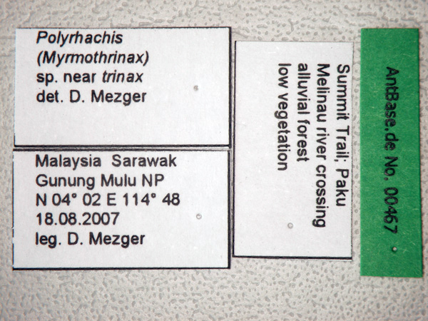 Polyrhachis sp. near trinax label