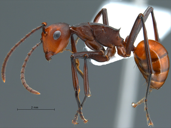 Polyrhachis sp. near trinax lateral