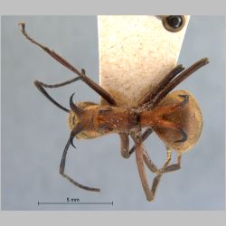 Polyrhachis ypsilon Emery, 1887 dorsal