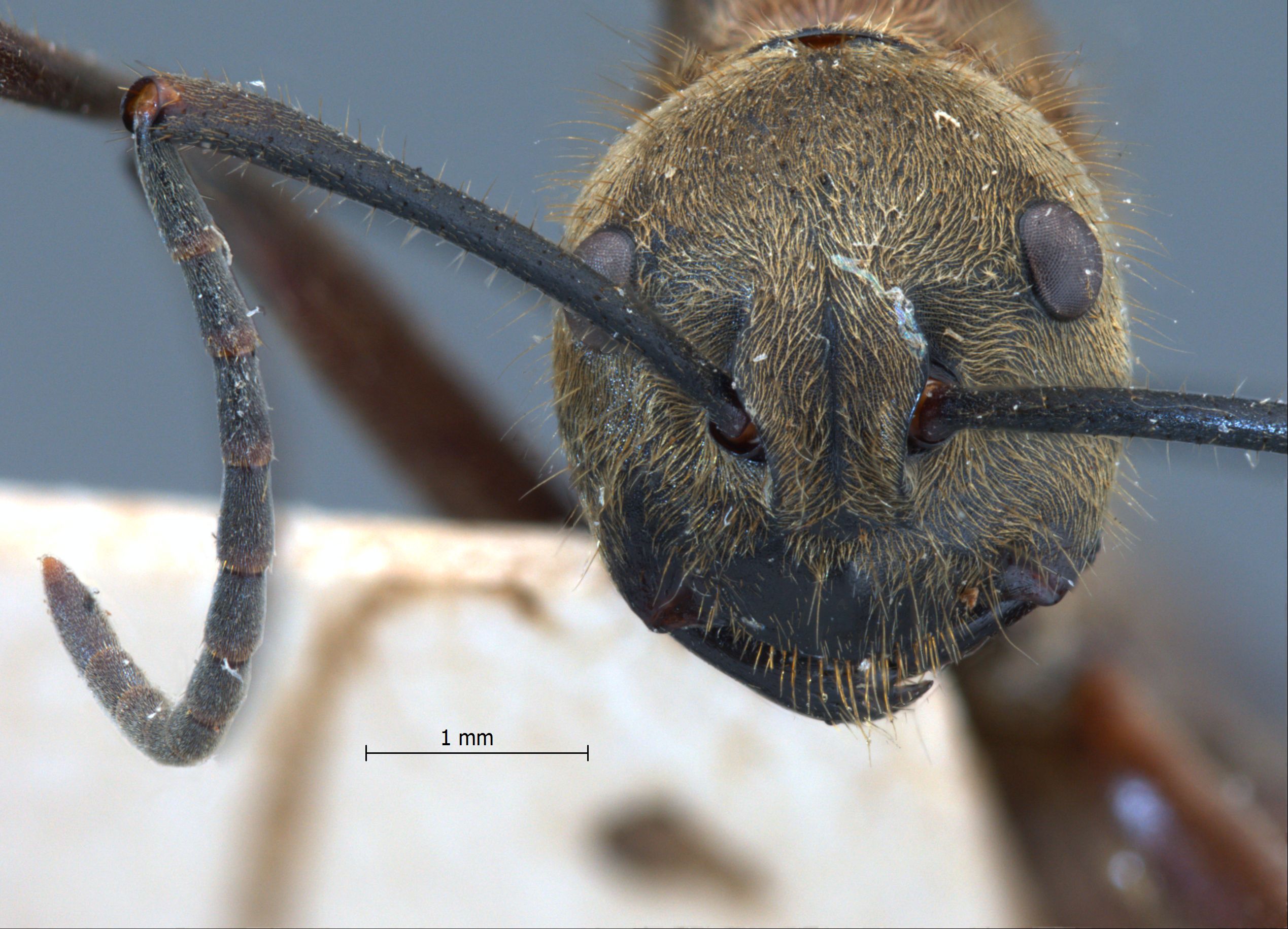 Polyrhachis ypsilon frontal