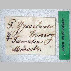 Polyrhachis ypsilon Emery, 1887 label