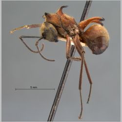 Polyrhachis ypsilon Emery, 1887 lateral