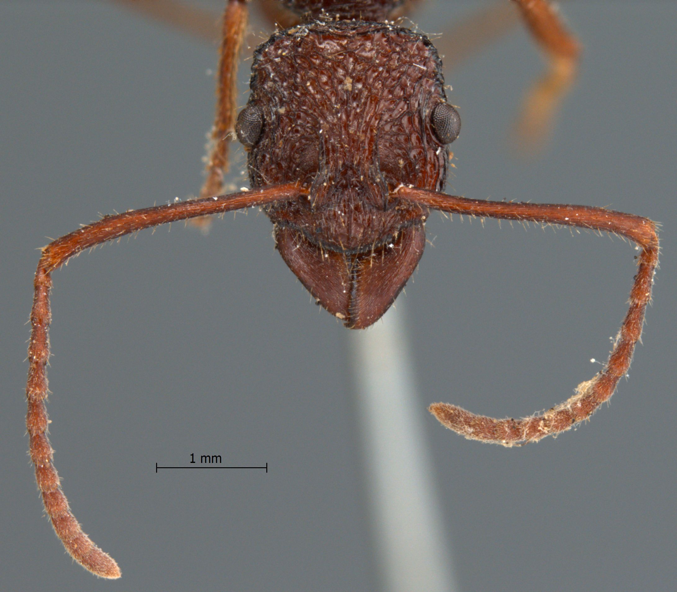 Rhytidoponera araneoides frontal