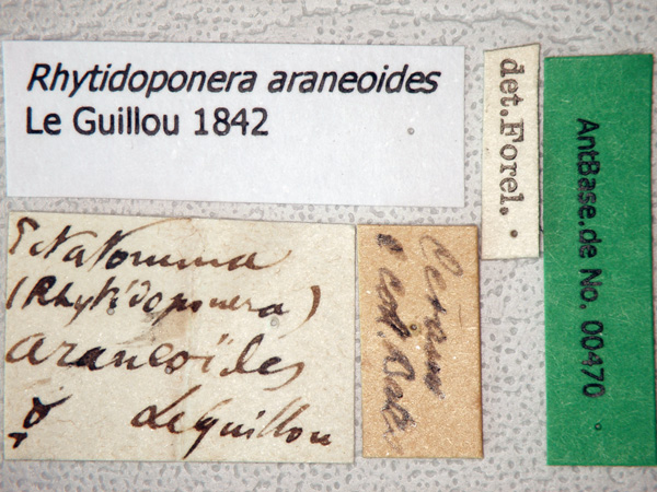 Rhytidoponera araneoides label