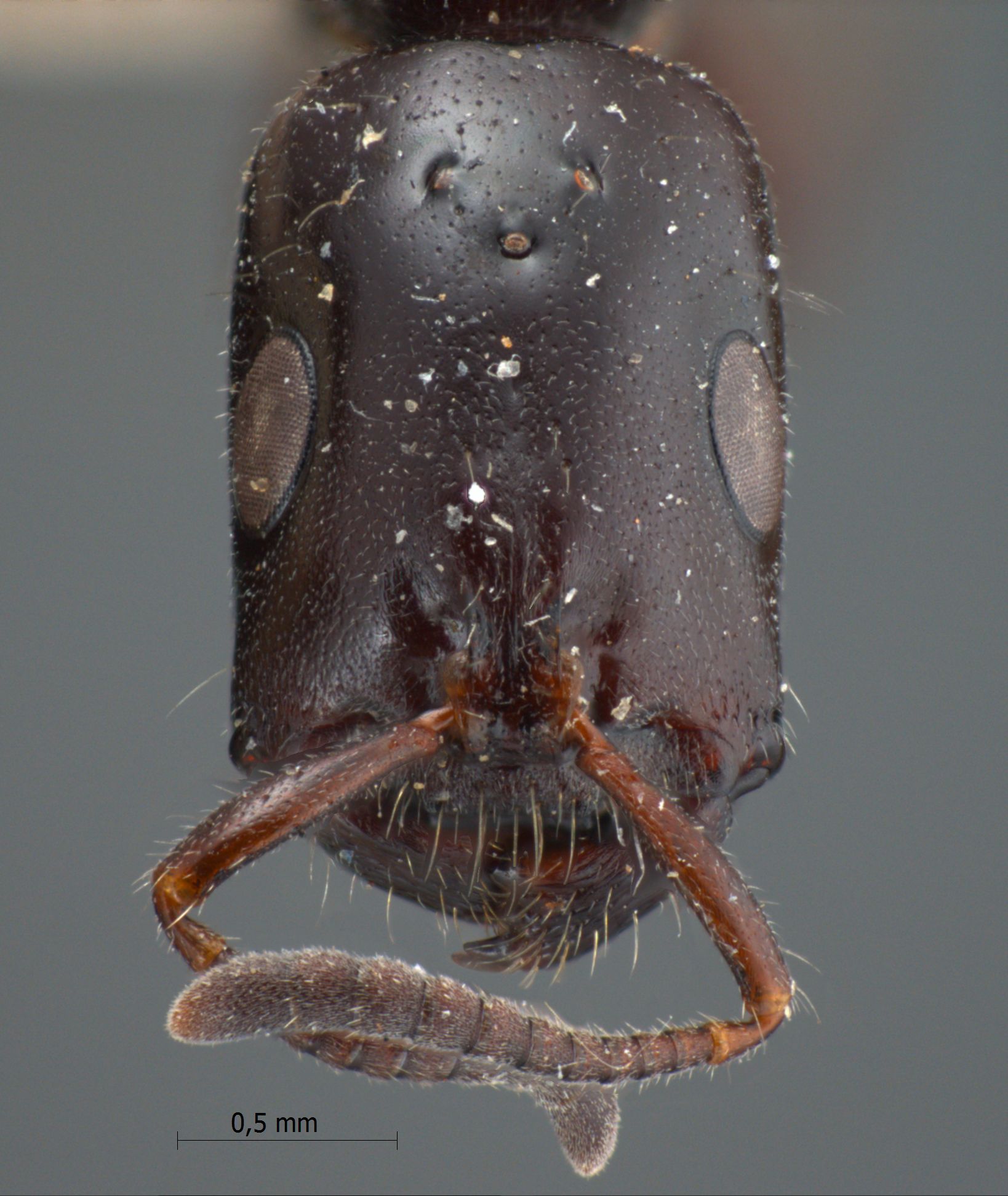 Tetraponera nigra queen frontal