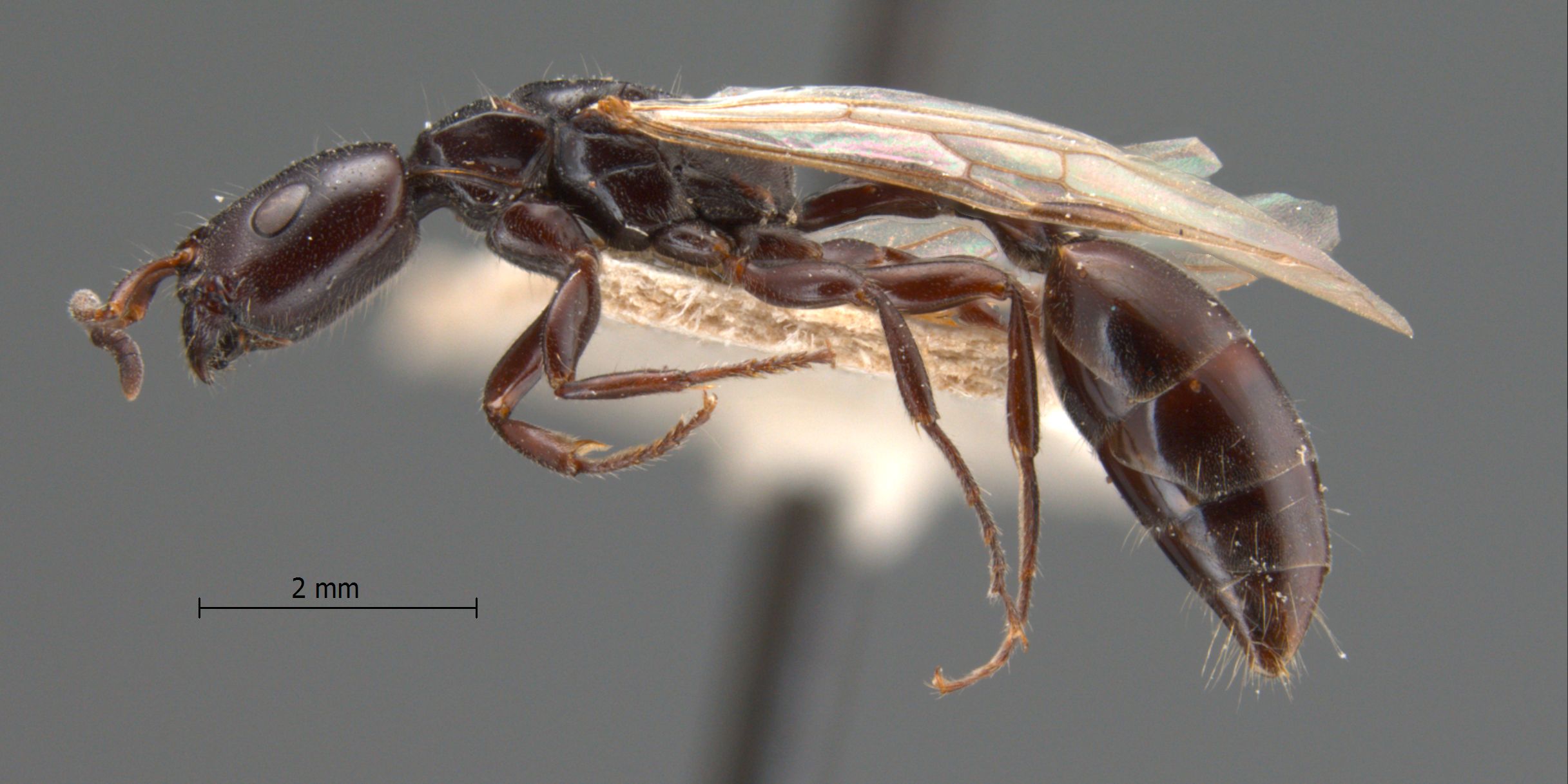 Tetraponera nigra queen lateral