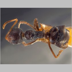 Dolichoderus bituberculatus Mayr, 1862 dorsal