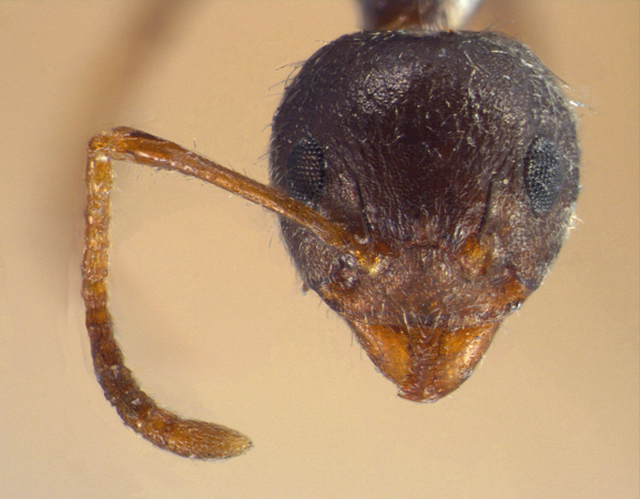 Dolichoderus bituberculatus frontal