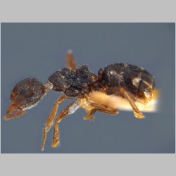 Dolichoderus bituberculatus Mayr, 1862 lateral