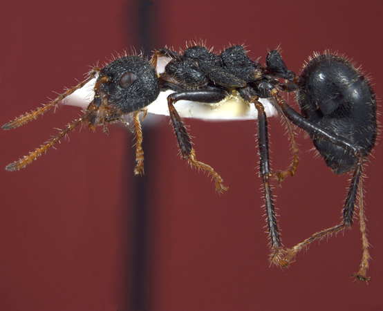 Dolichoderus semirugosus lateral