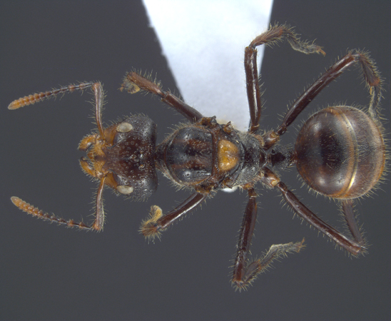 Dolichoderus sulcaticeps dorsal