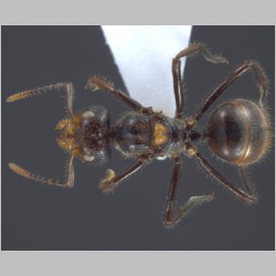 Dolichoderus sulcaticeps Mayr, 1870 dorsal