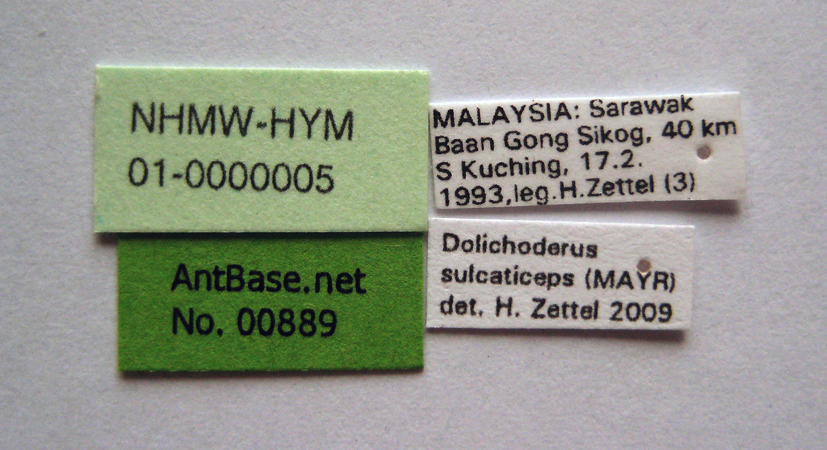 Dolichoderus sulcaticeps label