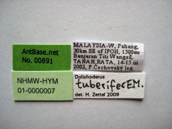 Dolichoderus tuberifer label