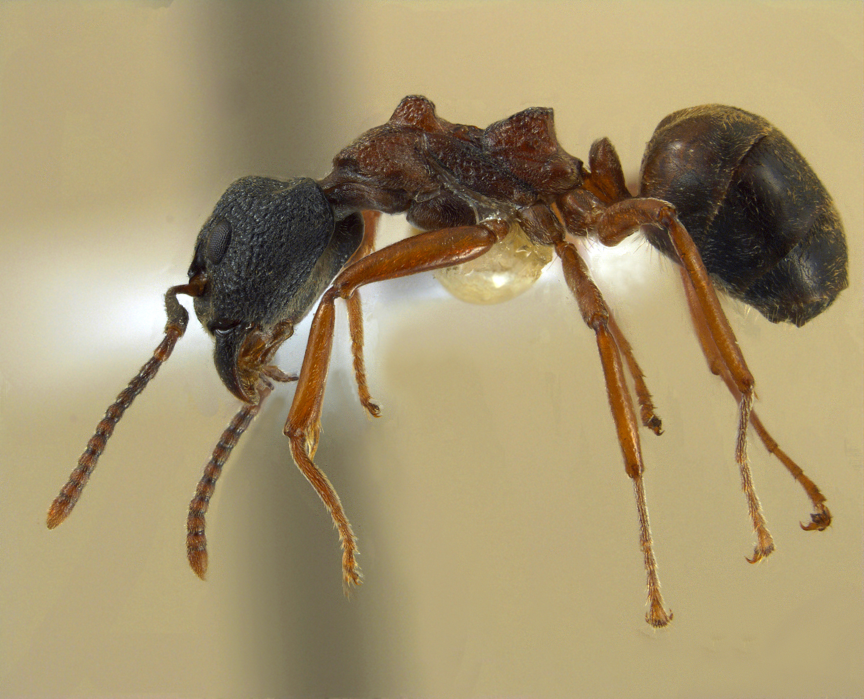 Dolichoderus tuberifer lateral