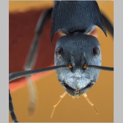 Polyrhachis cyaniventris Smith, 1858 frontal