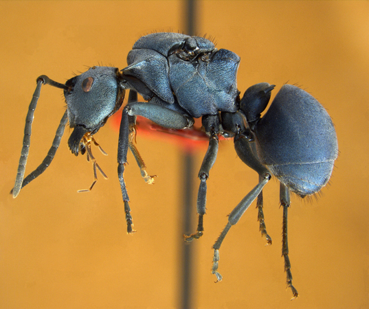 Polyrhachis cyaniventris gyne lateral