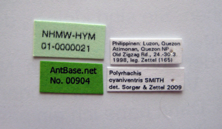 Polyrhachis cyaniventris label