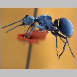 Polyrhachis cyaniventris Smith, 1858 lateral