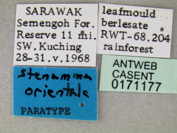 Stenamma pingorum label