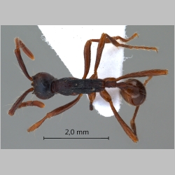 Aenictus 3  dorsal