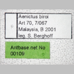 Aenictus biroi Forel, 1907 label