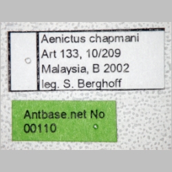 Aenictus chapmani Wilson, 1964 label