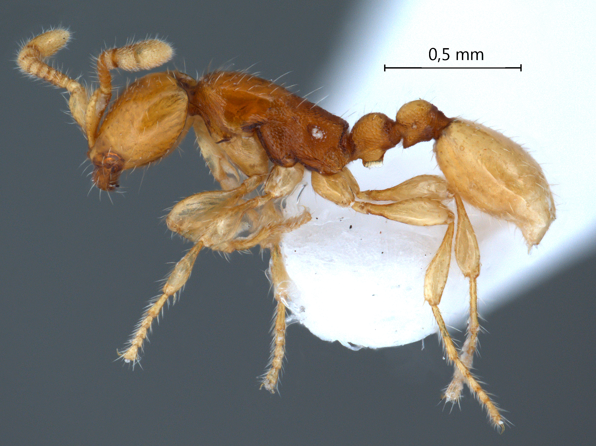 Aenictus peguensis lateral