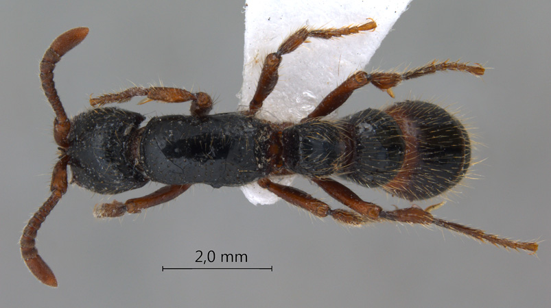 Cerapachys 2 dorsal