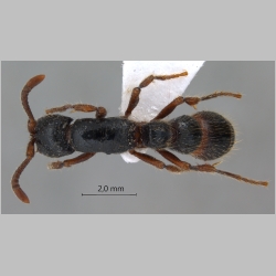 Cerapachys 2  dorsal