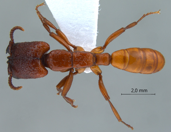 Dorylus vishnui major dorsal