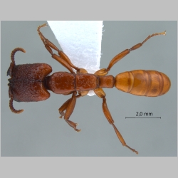 Dorylus vishnui major Wheeler, 1913 dorsal