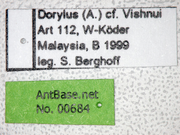 Dorylus vishnui minor label