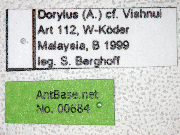 Dorylus vishnui minor label