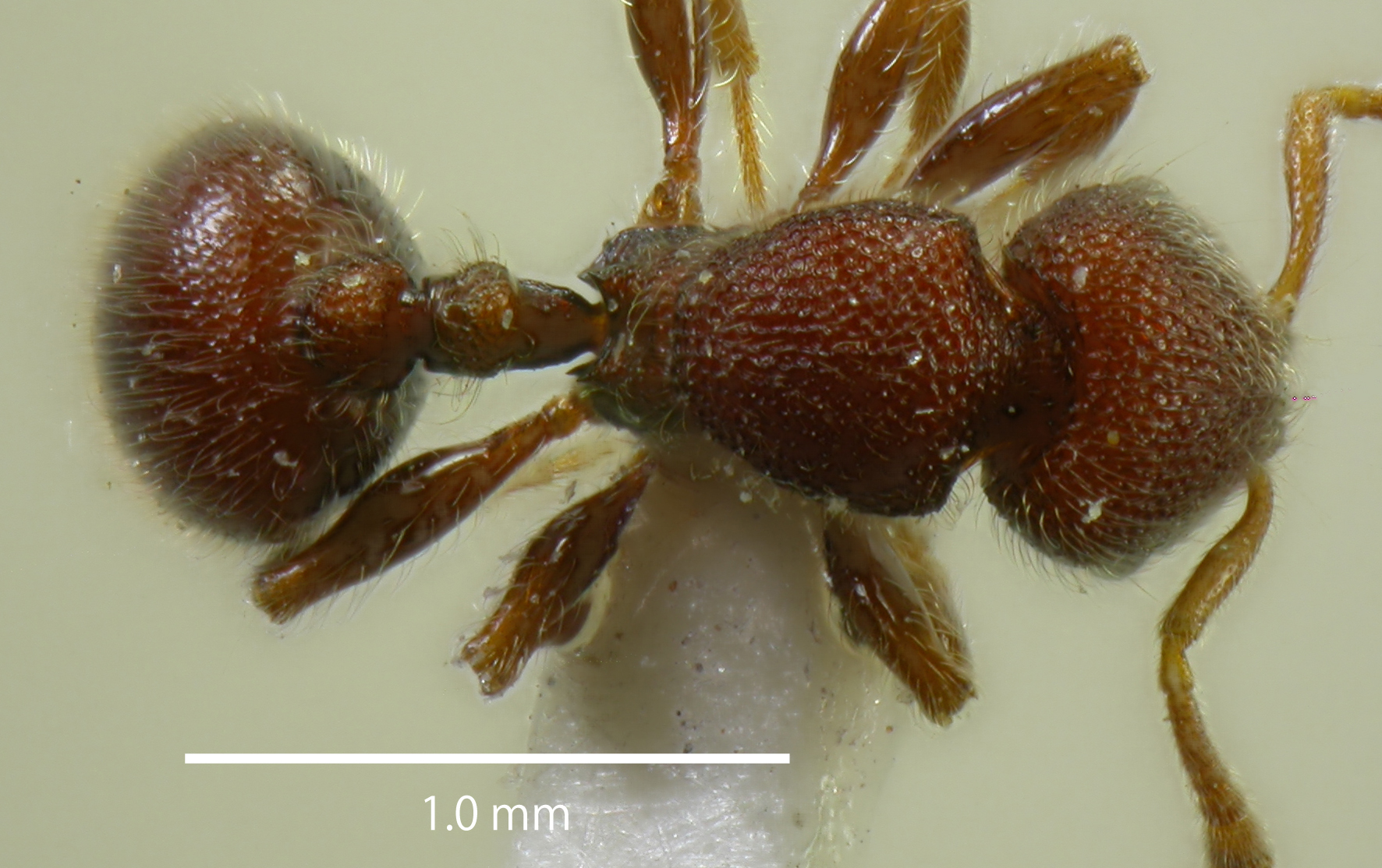 Lasiomyrma wiwatwitayai dorsal