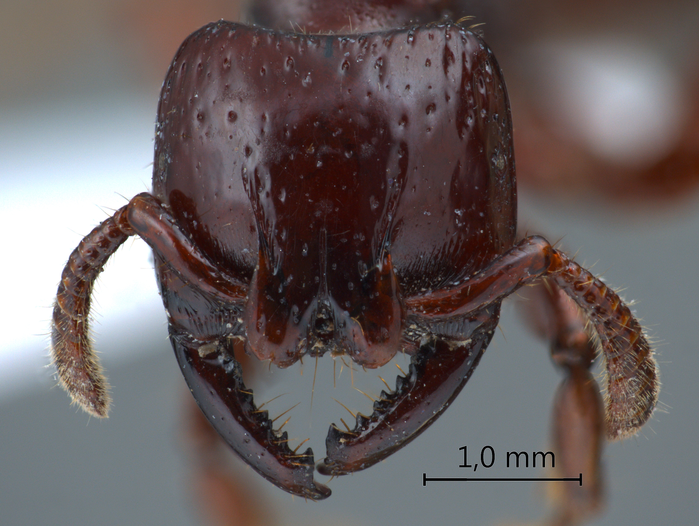 Myopopone castanea frontal