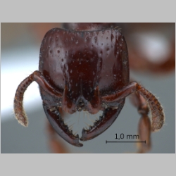 Myopopone castanea Smith, 1860 frontal